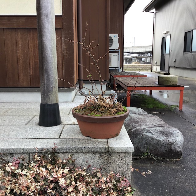 木瓜の蕾