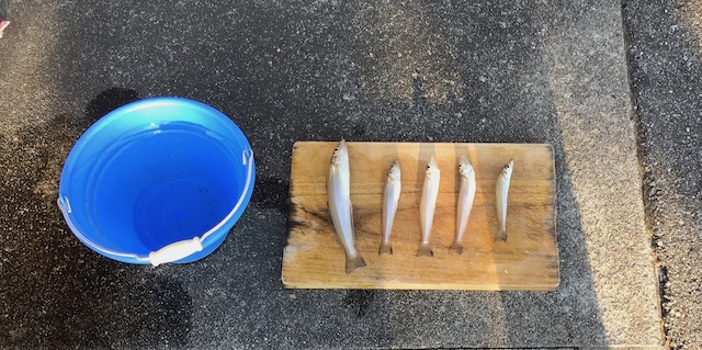 釣果