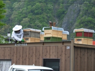 養蜂2007044.jpg