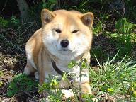 inu02.JPG