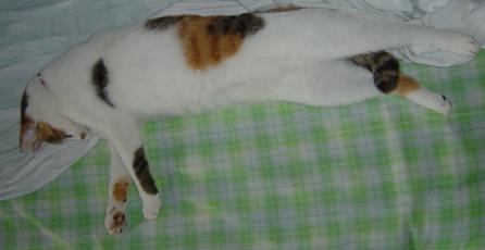 tis03.JPG