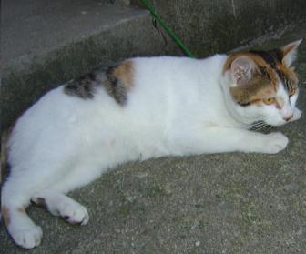 tis09.JPG